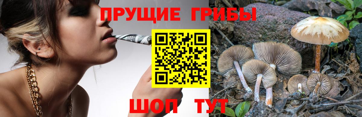 Псилоцибиновые грибы Cubensis Подольск