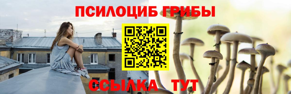 Псилоцибиновые грибы Psilocybe  Псилоцибиновые грибы прущие грибы  Подольск 